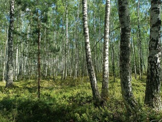 Rekyva forest during sunny summer day. Pine and birch tree woodland. Blueberry bushes are growing in woods. Sunny day with white and gray clouds in sky. Summer season. Nature. Rekyvos miskas.