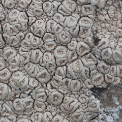 Macro image of lichen growing on a boulder at Portheras Beach Cornwall
