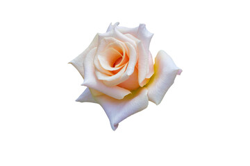 Pink Rose Flower beautiful nature close-up concept ideas. Isolated on white background clipping path.