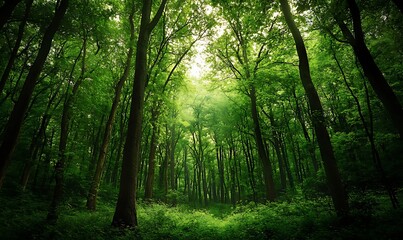 Naklejka premium A Dense, Sun-Dappled Forest Path