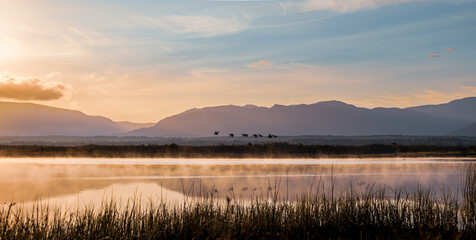 geese over morning river