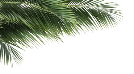 Obraz premium Tropical green palm leaves, cut out