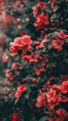 A close-up of a bush of pink flowers with green leaves.