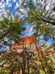 autumn trees in the forest