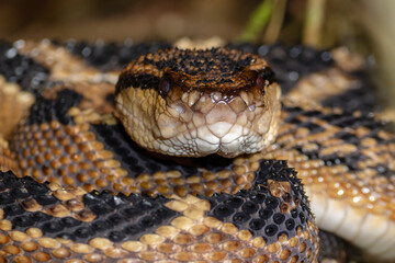 SHUSHUPE OR BUSHMASTER, THE LARGEST VIPER IN AMERICA, FEARED FOR ITS VENOM AND LARGE SIZE, IS A BEAUTIFUL SNAKE AND SOUGHT AFTER BY WILDLIFE ENTHUSIASTS TO PHOTOGRAPH IT IN THE PERUVIAN AMAZON