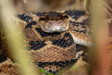 SHUSHUPE OR BUSHMASTER, THE LARGEST VIPER IN AMERICA, FEARED FOR ITS VENOM AND LARGE SIZE, IS A BEAUTIFUL SNAKE AND SOUGHT AFTER BY WILDLIFE ENTHUSIASTS TO PHOTOGRAPH IT IN THE PERUVIAN AMAZON