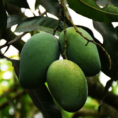 Green mango. Variety - Amropali