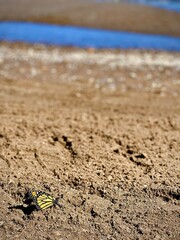 Yellow and black butterfly on sand