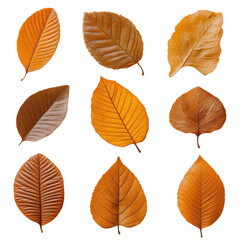 Fototapeta premium A collection of yellow leaves are shown in various sizes and shapes on a transparent background.
