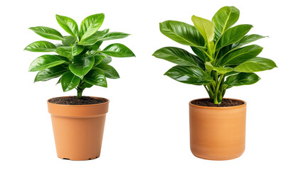 Two potted plants, one green and one brown, sit side by side on a transparent background.