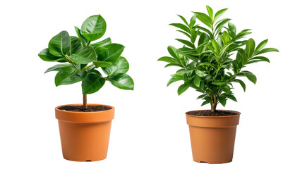 Obraz premium Two potted plants, one is green and the other is brown on a transparent background.