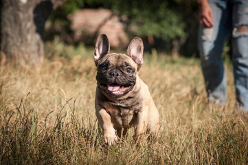 cute French bulldog puppy on a walk