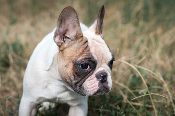 Fototapeta premium cute French bulldog puppy on a walk