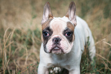 cute French bulldog puppy on a walk