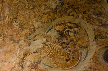 Close-Up of Ancient Trilobite Fossil