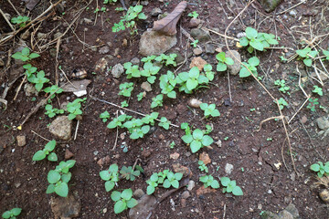 Several shoots of plants with fresh green leaves on dark brown soil