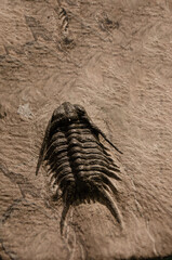 Close-Up of Ancient Trilobite Fossil