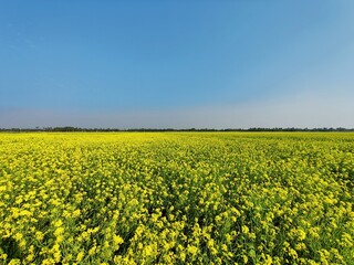 field of rapeseed