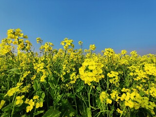 field of yellow flowers