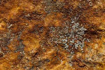 Lichen