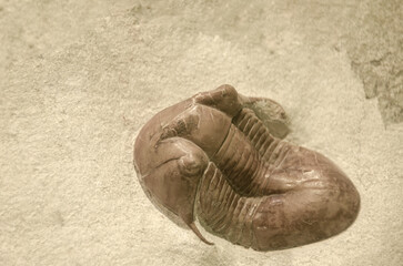 Close-Up of Ancient Trilobite Fossil