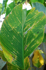 The leaves of a Calathea Lutea plant are quite large in diameter