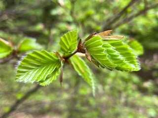 spring leaves on the tree