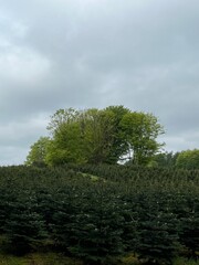 Obraz premium tree on a hill