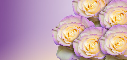 Beautiful bouquet of cream roses on purple background