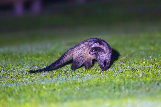 Asian palm civet (paradoxurus, paradoxurus hermaphroditus) searching for food in the grass field at night.