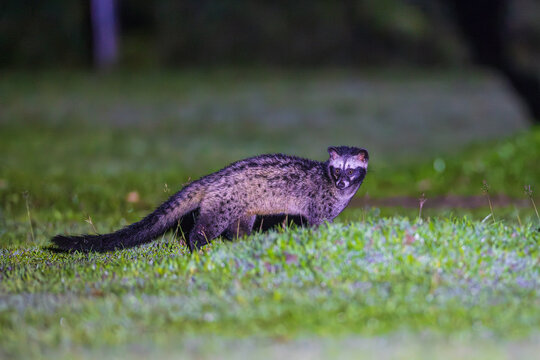 Asian palm civet (paradoxurus, paradoxurus hermaphroditus) searching for food in the grass field at night.