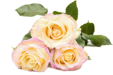Fototapeta premium Elegant white roses with gentle pink hues isolated on transparent background