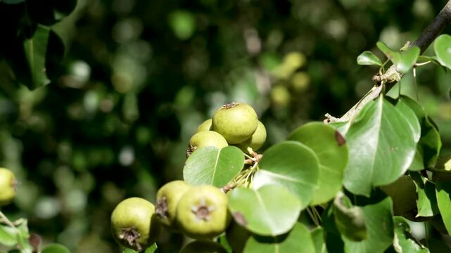 Lush green foliage surrounds clusters of wild Pyrus cordata pears, glistening under the warm sunlight in a tranquil forest