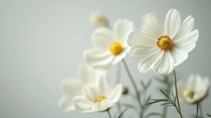 Obraz premium White Cosmos Flowers