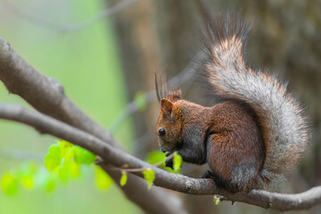 squirrel on a tree