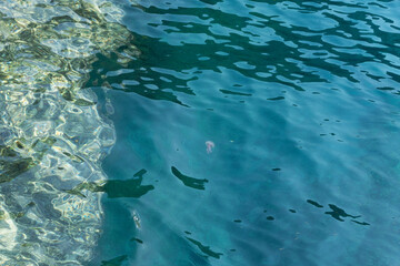 Naklejka premium Mediterraneo Liguria, medusa, jellfish