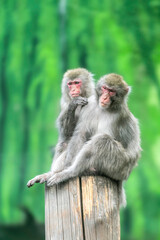 Naklejka premium mother and baby macaque