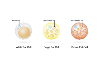 Types of Fat Cells. Adipocytes. Brown, Beige, and White fat cells. Lipid droplets. Vector illustration.	