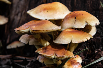 Beautiful macro photo of a mushroom in the forest.