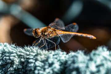 Macro photo of a colorful dragonfly.