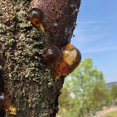 Tree oozing resin
