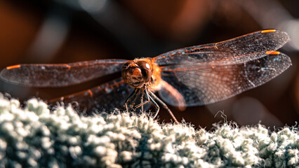 Macro photo of a colorful dragonfly.