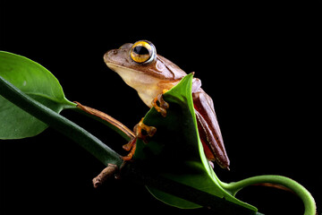 Java flying frog isolated on black background, Rhacophorus margaritifer