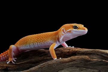 Leopard gecko lizard crawling on wood, lizard isolated on black, eublepharis macularius