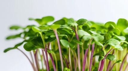 Fototapeta premium Fresh green microgreens with vibrant purple stems on a white background. Perfect for healthy eating or culinary presentations.