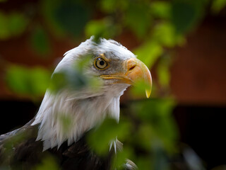 American bald eagle