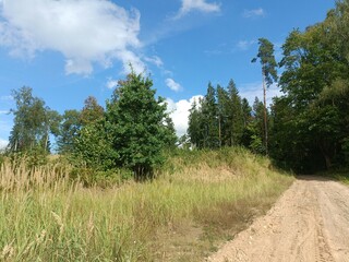 Kurtuvenai regional park during sunny day. Pine tree forest. Footpath in woodland. Moss growing on soil. Some small grass and tress growing in woods. Summer season. Kurtuvenu regioninis parkas.