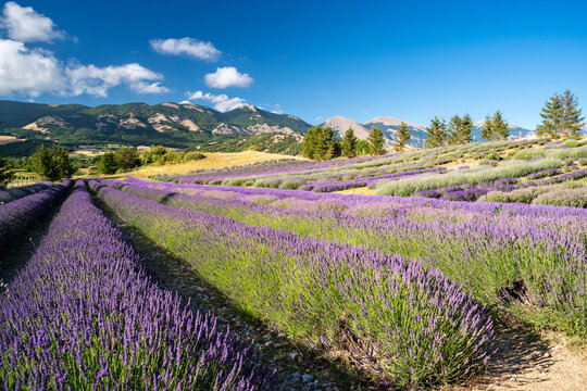 Italy/Calabria, Cosenza district, Morano Calabro, Lavender Park Agricultural Company. In the background Pollino Massif, from the right Mount Serra del Prete 2181 m and COZZO FERRIERO 1790 MT