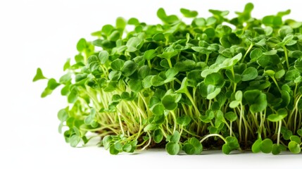 Obraz premium Fresh microgreens on white background, perfect for salads and healthy meals. Vibrant, nutritious, and ready to harvest sprouts.