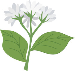 White jasmine illustration on transparent background.
